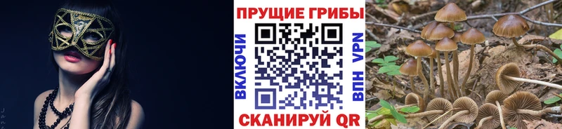 MEGA зеркало  Богородицк  Псилоцибиновые грибы Magic Shrooms  где продают  